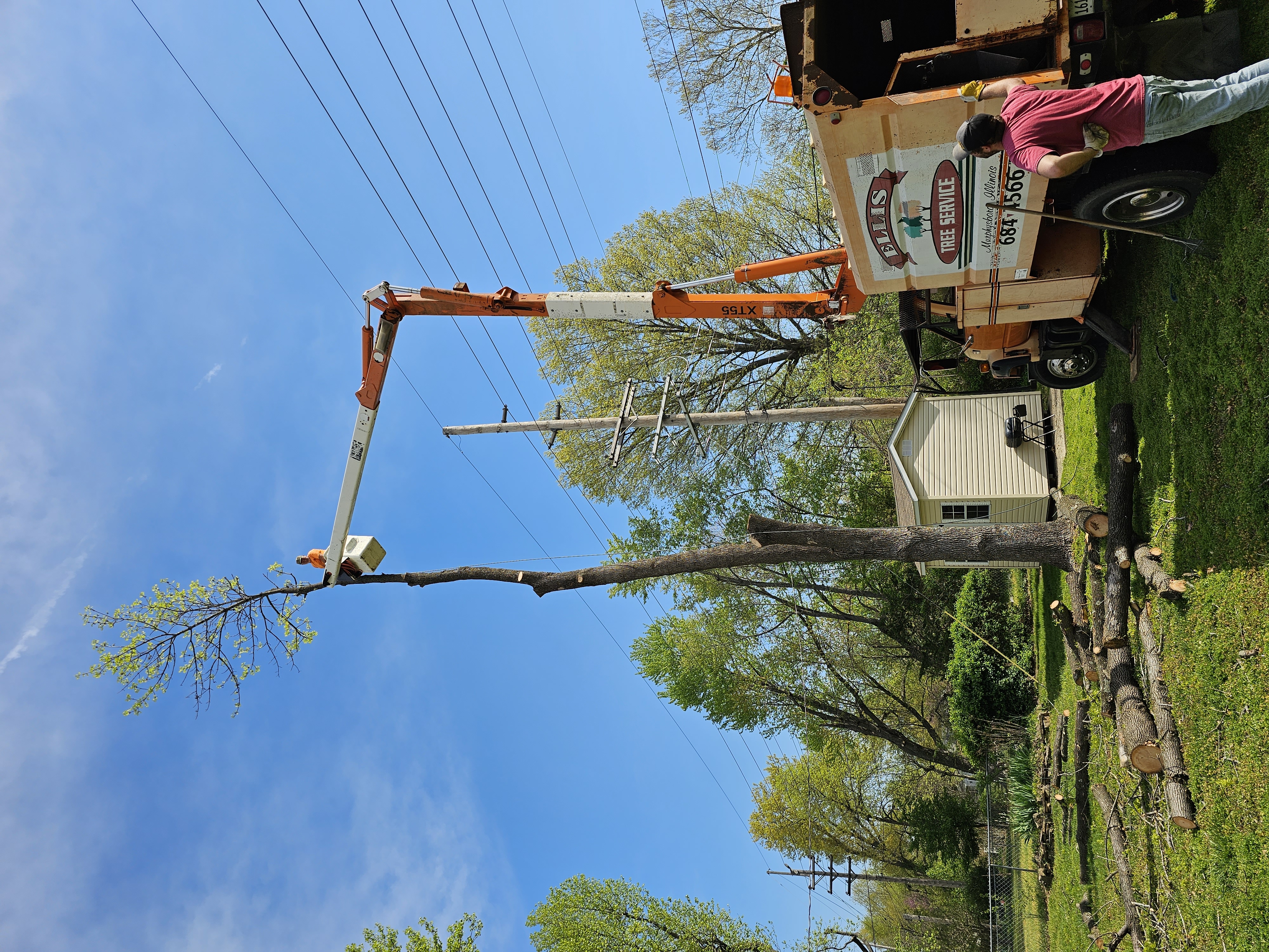 Ellis Tree Service tree cutting Carbondale IL Southern Illinois
