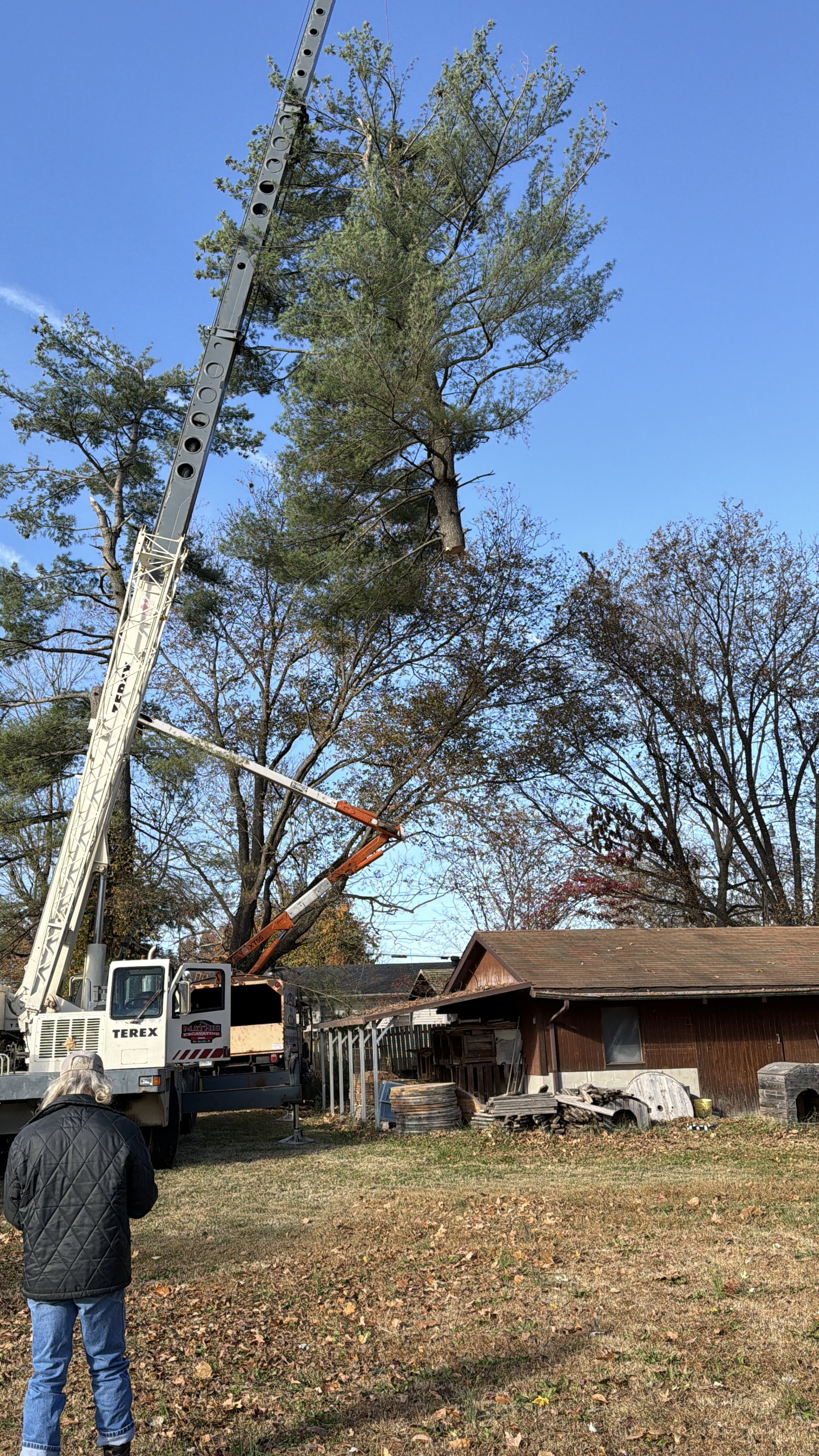 Ellis Tree Service large crane tree removal Southern Illinois